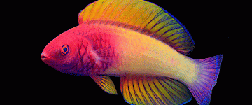 发现了令人惊叹的新鱼类：玫瑰面纱仙女濑鱼