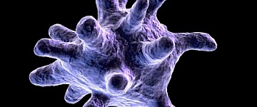 新研究揭示了肺的免疫细胞如何在出生后发育
